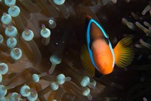 Clown fish and sea anenomes