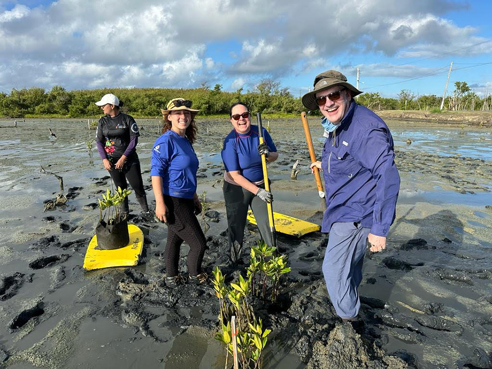 Four persons planting coastal plants in mud