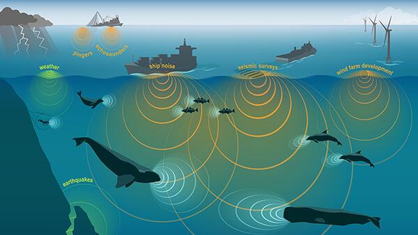 Ocean Noise infographic - weather, pingers, echosounders, ship noise, earthquakes, seismic surveys, wind farm development