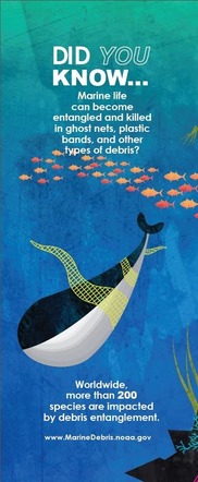 whale