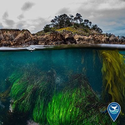 Above and below the ocean surface, land and seaweed