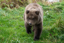 Brown bear