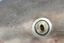 Close up of a sandbar shark eye