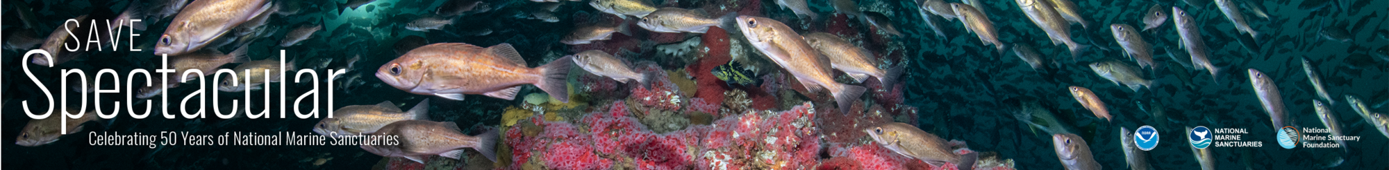 rockfish in front of invertebrate covered rock underwater