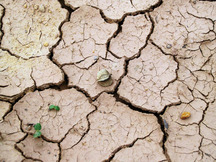 Image of dried cracked earth