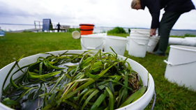 Bucket of Eelgrass