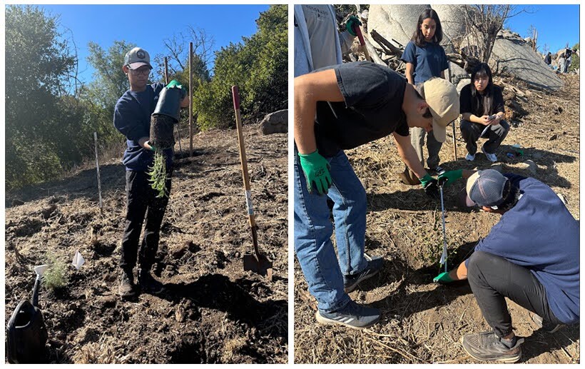 Side by side images - a student is moving a sage plant from its pot for planting, and students are taking measurements of a plant