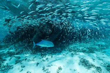A swarm of fish around a coral reef structure that is covered in a derelict fishing net.