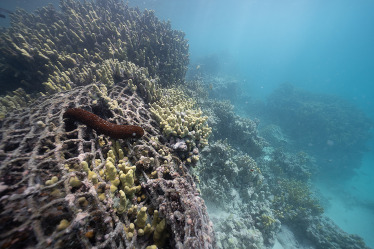 A derelict fishing net covering a coral reef structure.