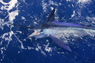 A swordfish with its mouth open breaking the surface of the water.