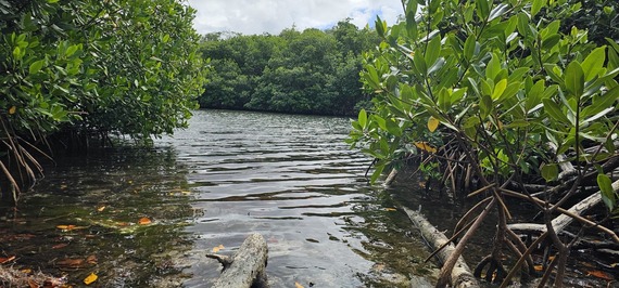 mangrove