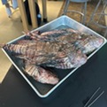 Two large and one smaller lionfish laying in a metal pan on a black table