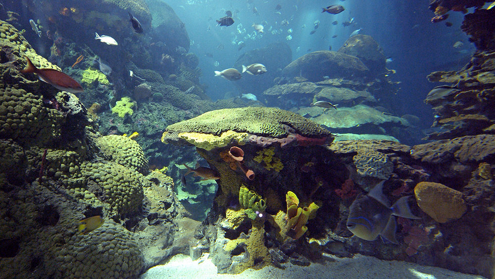 aquarium