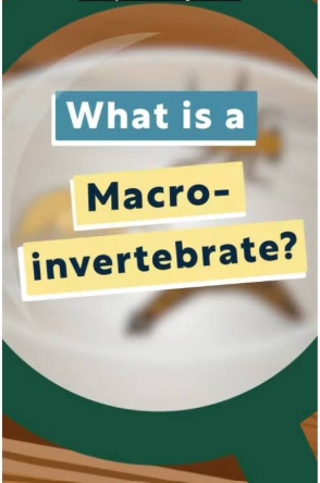 What is a macro-invertebrate