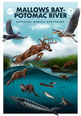 MPNMS Species Poster