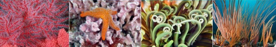 Image of various ocean animals