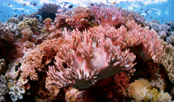 Rainforests of the Sea