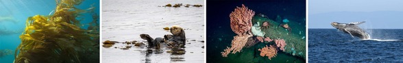 L to R: giant kelp; sea otter; deep-sea coral; and breaching humpback whale.