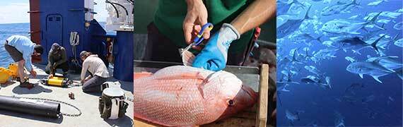 composite images decorative