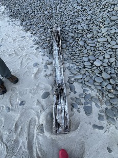 Railroad tie observed in Seaside, Oregon by the North Coast Land Conservancy
