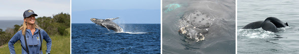 Four images- Woman in hat, whale jumping, turtle breaching, whale tail