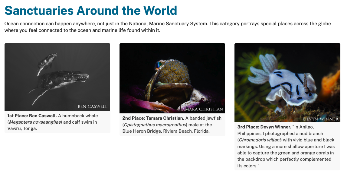 Three beautiful photos showing ocean connections from around the world, including swimming with humpbacks in Tonga.