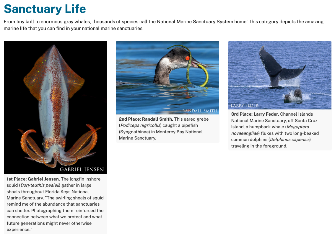 Three gorgeous photos that depict the amazing marine life that you can find in your national marine sanctuaries.