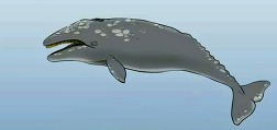 Whale Anatomy