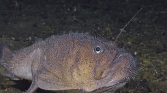 Creatures of the Deep: Anglerfish