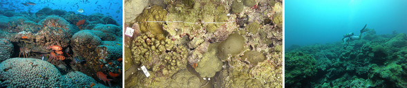 L to R: Flower Garden Banks National Marine Sanctuary; scuba diver floating over a coral reef holds a camera; overhead shot of coral 