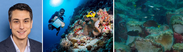 A diver with a clipboard looks at a tropical yellow fish swimming over a reef; and a small brown fish with a yellow tail swims over coral.