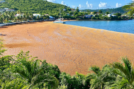 large sargassum mat along St Thomas, USVI