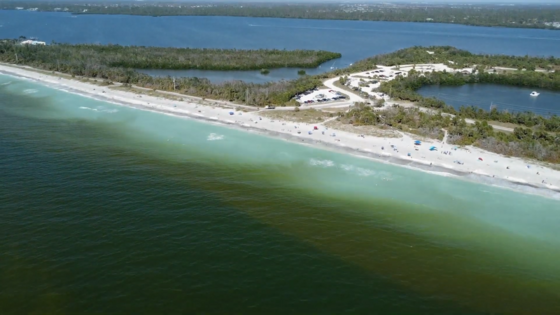 red tide off Longboat Key, Florida in 2023
