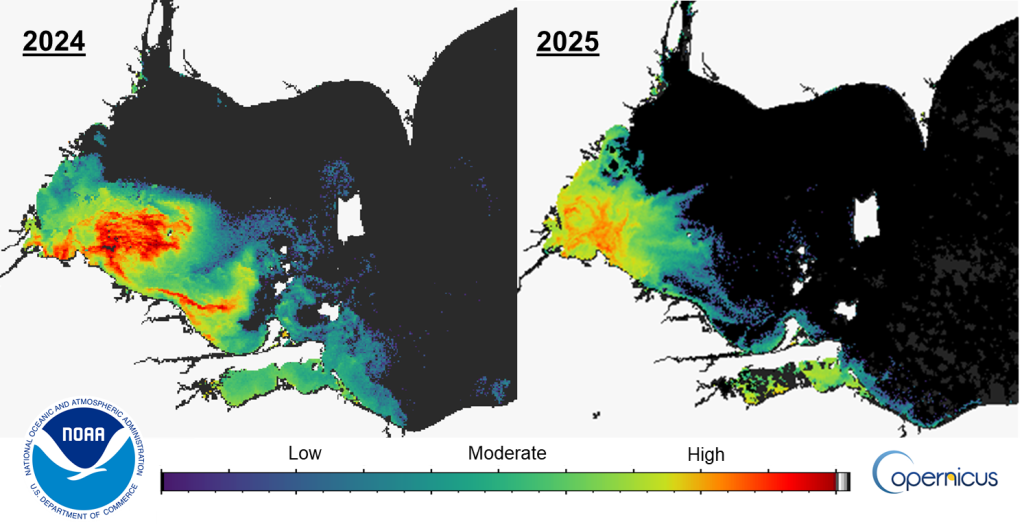 satellite images that show maximum algal bloom severity in Lake Erie in 2024 and 2025