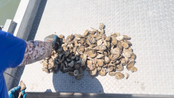 sorting oysters from Jefford Creek, South Carolina, 2024