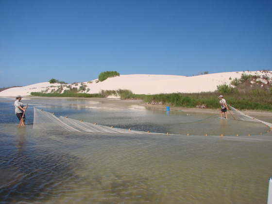 Texas Parks and Wildlife Department staff use seine net to collect fish