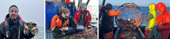 Christopher Biggs holding a crab; two scientists on the back of a boat counting and measuring crabs; and researchers pulling in a large crab pot.