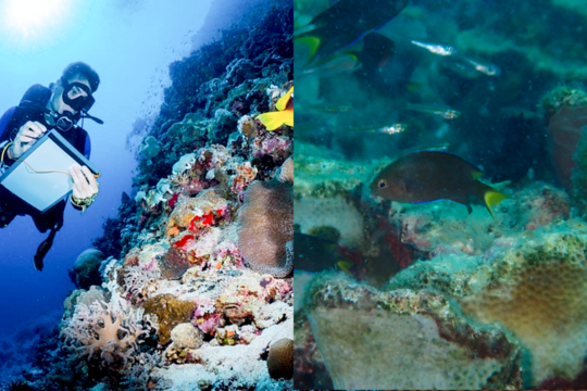 Diver with a clipboard looking at a fish that is swimming over a reef. Small dark brown fish with a yellow tail swimming over coral. 