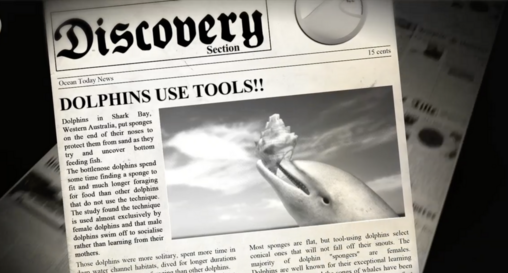 Dolphins Use Tools