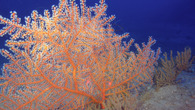 Bright orange branching coral with blue ocean background