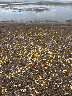 Corn kernels on a Lake Erie beach