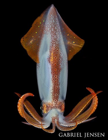 A photograph of a squid. 