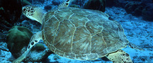 Green sea turtle swims over a sandy reef with its flippers extended.