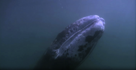 Grey Whale Migration 