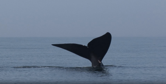 North Atlantic Right Whale