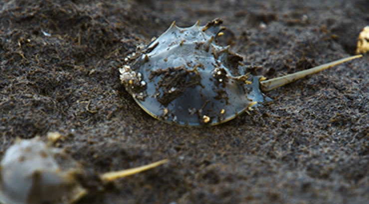The Remarkable Horseshoe Crab