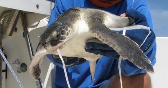A juvenile Kemp's ridley sea turtle ingested a balloon. (Photo Credit: Blair Witherington)