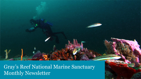 Diver underwater with text "Gray's Reef National Marine Sanctuary Monthly Newsletter"