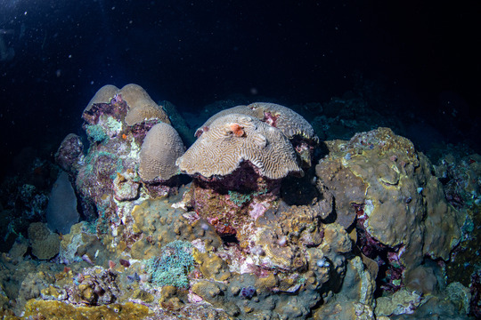 Reef scene