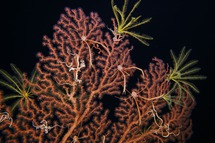 mesophotic coral